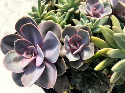 Houseplants Grow Trendy